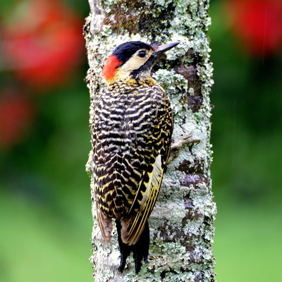 Golden-Breasted Woodpecker (2)